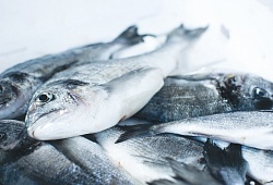 ТР ЕАЭС 040/2016 «О безопасности рыбы и рыбной продукции»